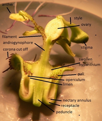 Vertical flower transection showing nectary position 
