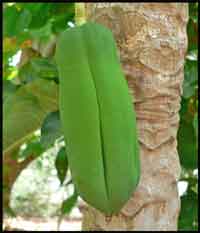 Elongated sex-reversed male
fruit showing deep pentandrialike
furrows