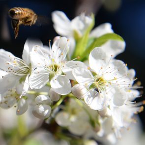 salicina, cv Gulf Ruby, bee pollination