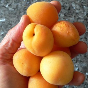 Prunus armeniaca (Apricot) – cvTrevatt