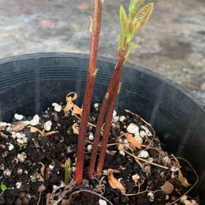 cv Reed multi-stem seedling growth