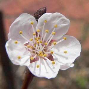 armeniaca flower, cv Trevatt