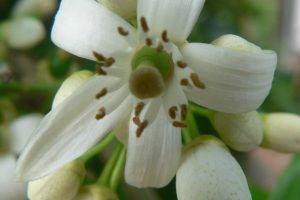 cv valencia flower