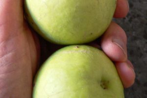 white sapote - green-skinned ripe fruit